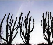 Website der K�nstlerin Verena Vanoli